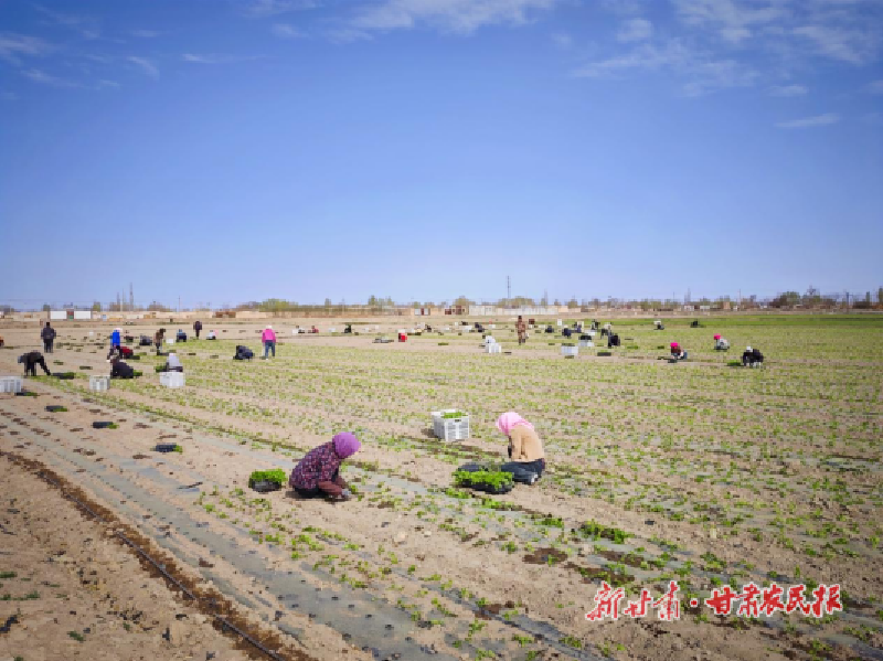 凉州：露地蔬菜播种忙