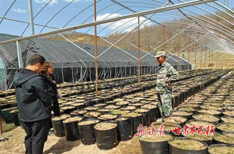 华亭：天麻泛金光 致富添新路