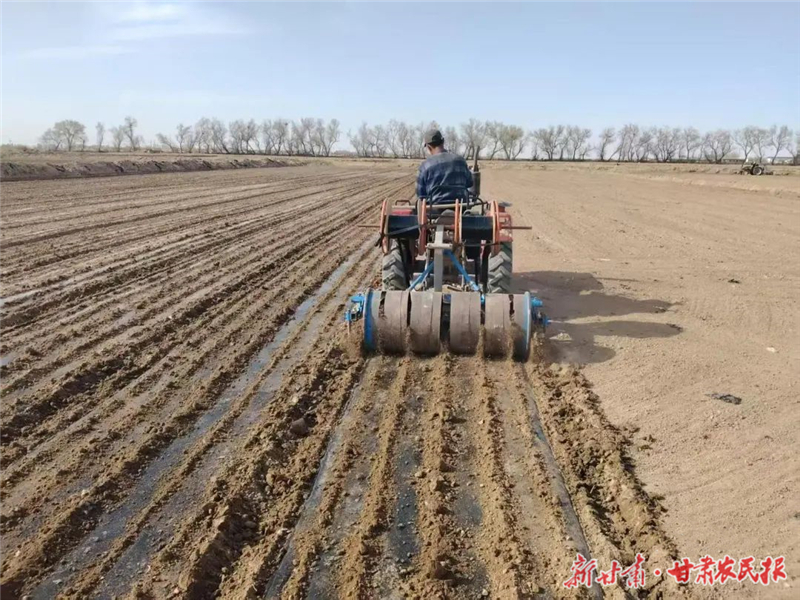 民勤：茴香播种正当时 产业振兴添动能​