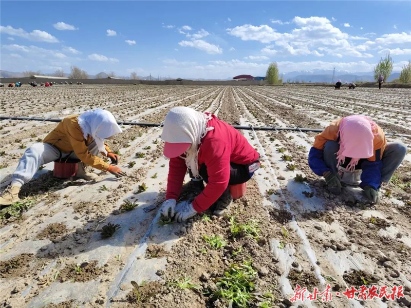 蔬菜管护忙 绘就好“丰”景