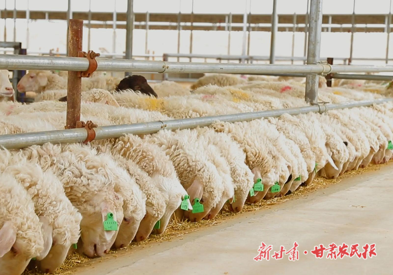 古浪肉羊养殖驶入无抗绿色发展“快车道”