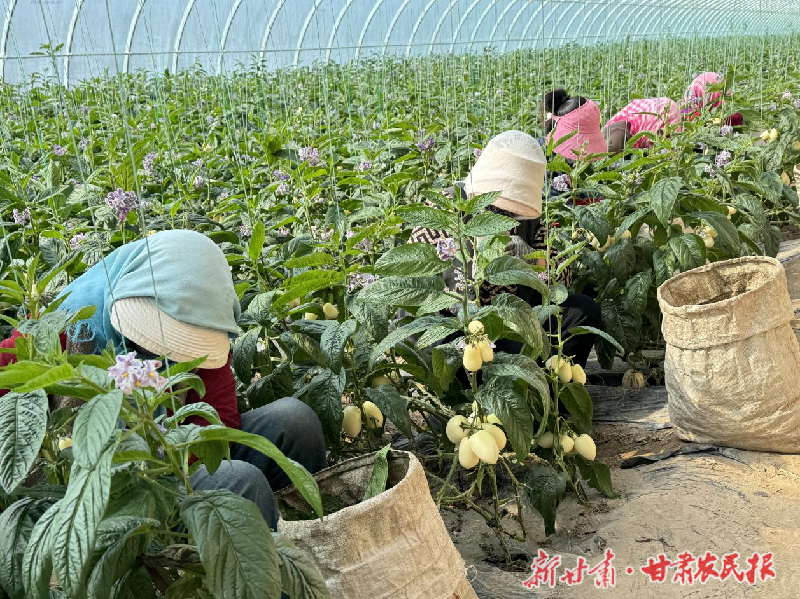 凉州：设施农业“种”出致富好“钱”景