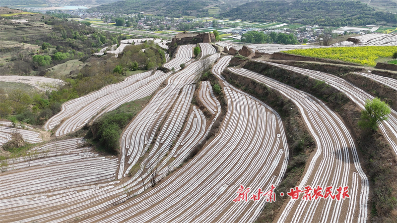 秦州区：22.4万亩地膜玉米播种收官