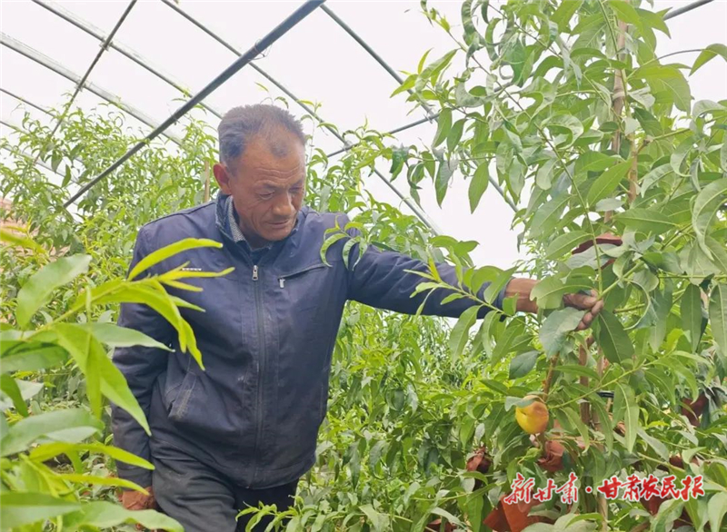 油蟠桃“种”出富民好日子