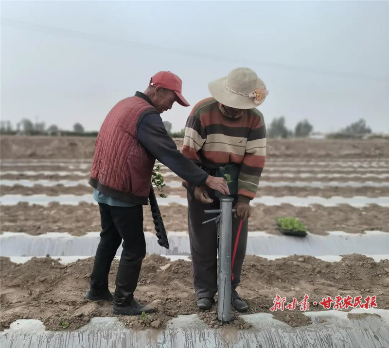 民勤:蜜瓜定植移栽忙 错峰种植“抢”市场