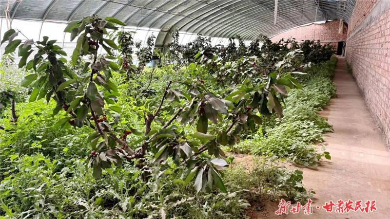 民勤：樱桃“映红”致富路