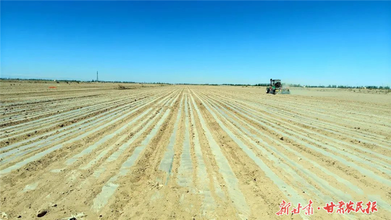 科技赋能 节水先行——民勤县南湖镇启动百亩油莎豆规模化试种