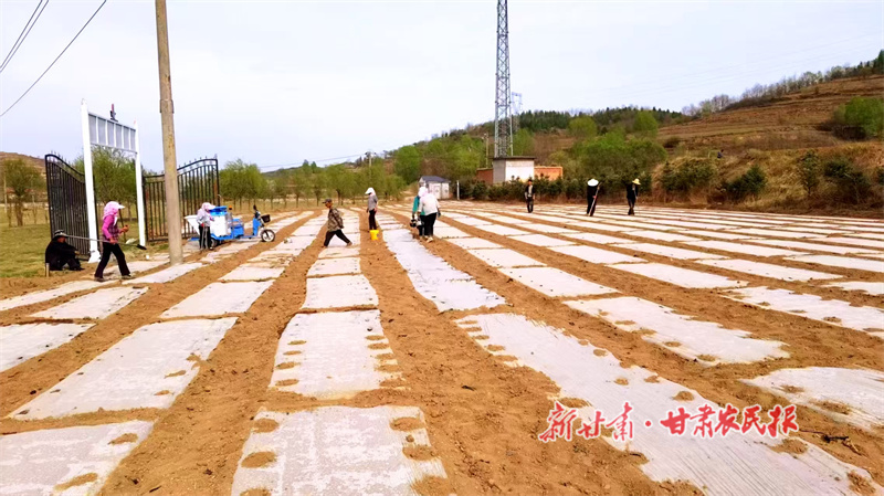 华亭:油葵种出花样致富路