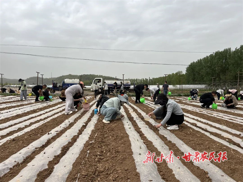 华亭:干群同心齐上阵 抗旱保苗护粮安