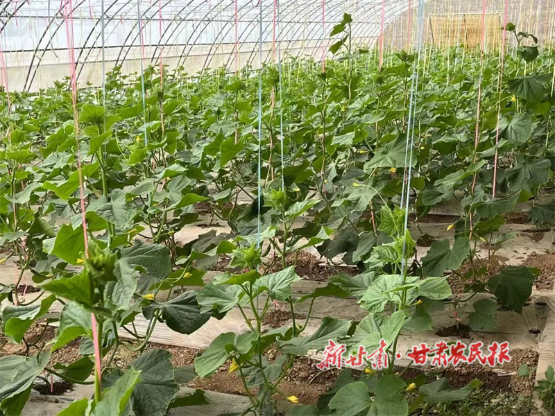 华亭:三村连片种蔬菜,联姻结盟发“菜财”