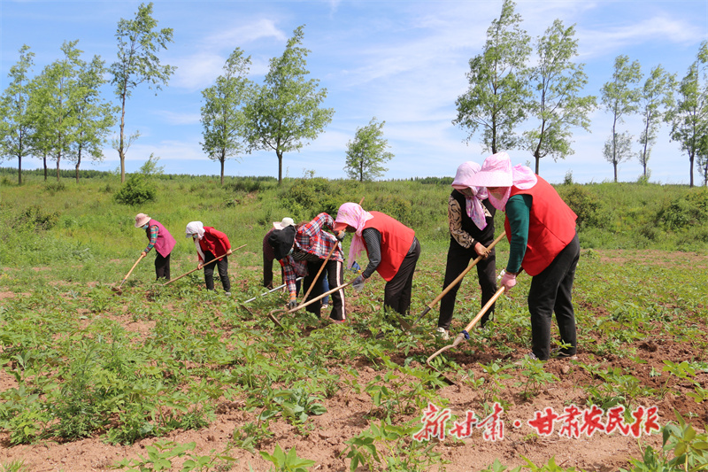 华亭:致富路上“药”飘香,夏季田间管护忙