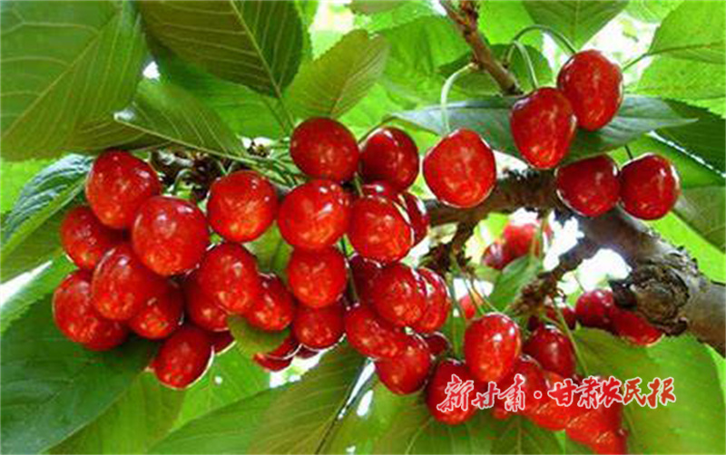 “樱”为有你 “桃”你喜欢——秦州大樱桃产业发展溯源