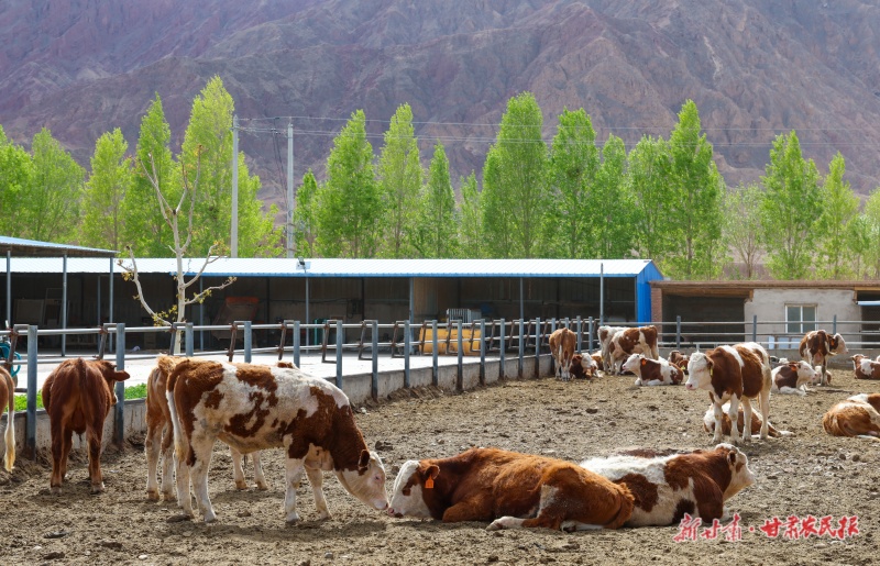 张掖市打造的“百万头肉牛养殖基地”