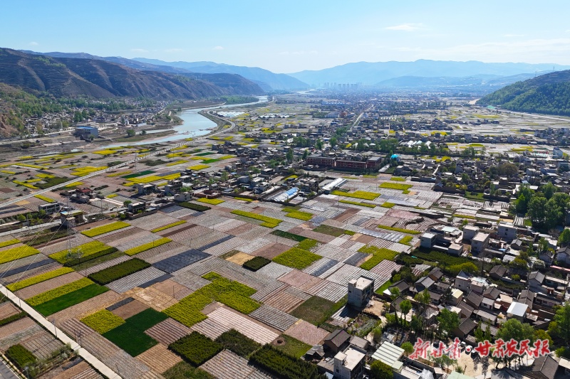 岷县油菜花竞相绽放