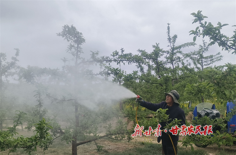 秦州区华岐镇:疏果提质促增收 万亩苹果产业兴