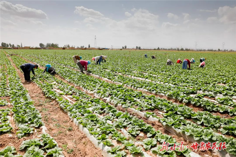 【图片新闻】古浪:夏日田园新画卷