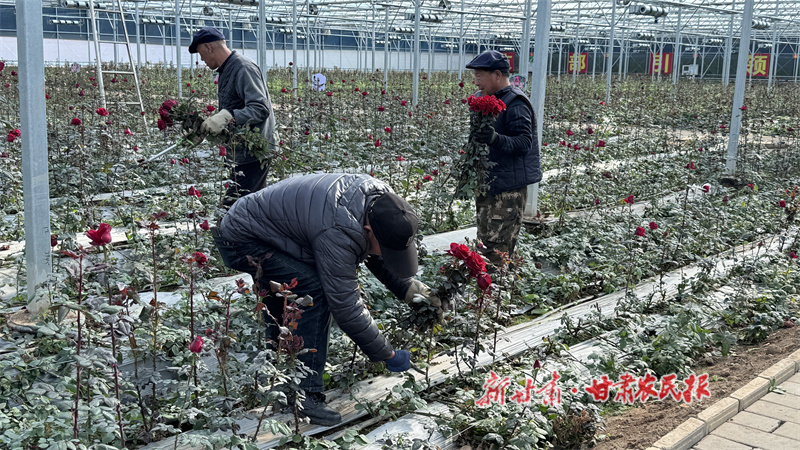 秦州区:从黄土地到“智慧花田”绽放的乡村浪漫