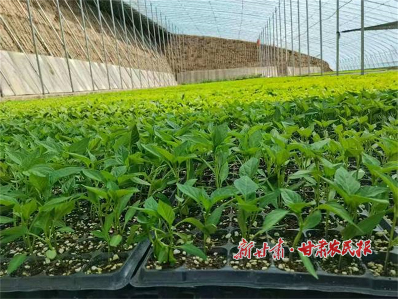 华亭:设施蔬菜“种”出乡村振兴新希望
