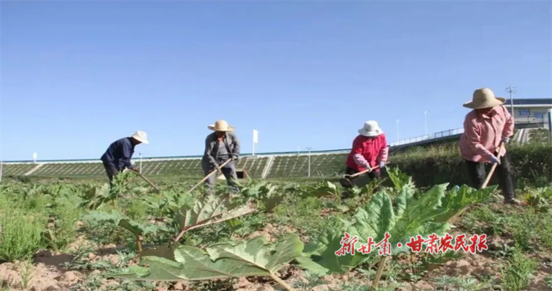 华亭:关山脚下药草香——华亭市深入推进中药材产业发展纪实