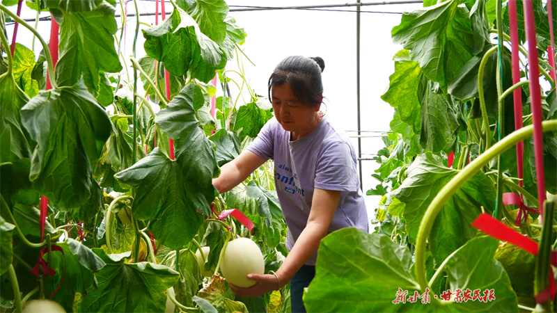 “崇信甜瓜”迎来首茬丰收