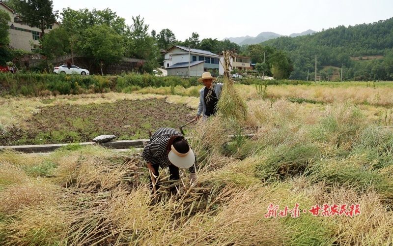 康县:冬播油菜籽开镰收割