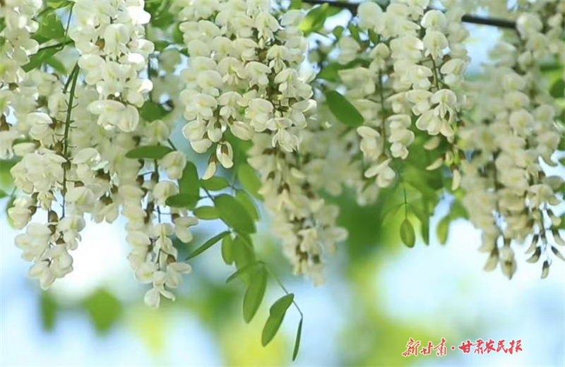灵台：槐花飘香酿就"甜蜜经济"