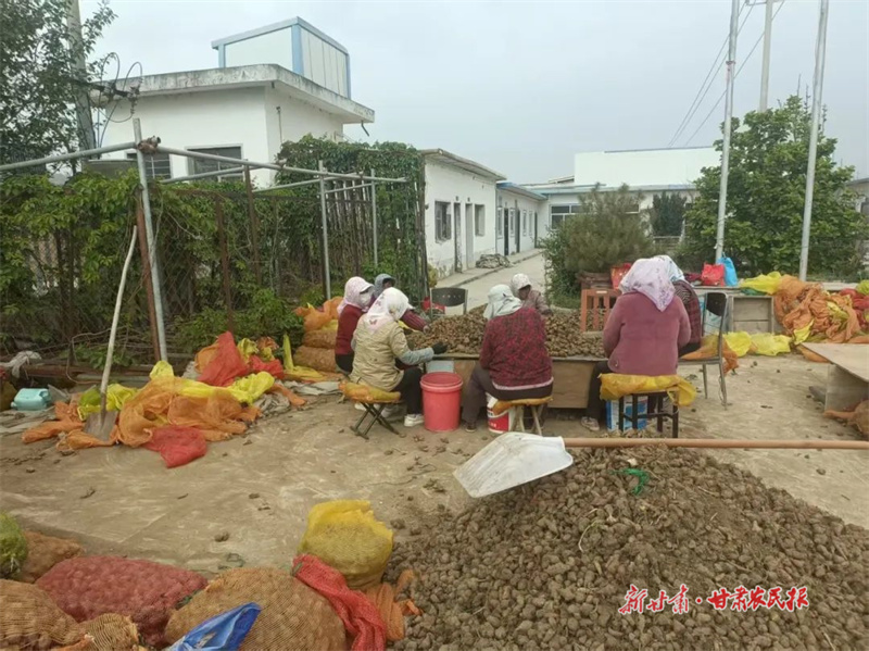 崆峒区:千亩洋姜为高原夏菜添新动能