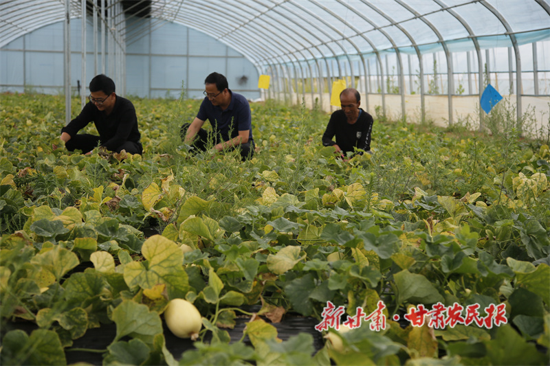 秦安:甜蜜“瓜”事谱新篇