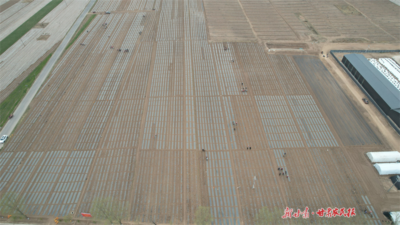 静宁:抗旱保苗助增收