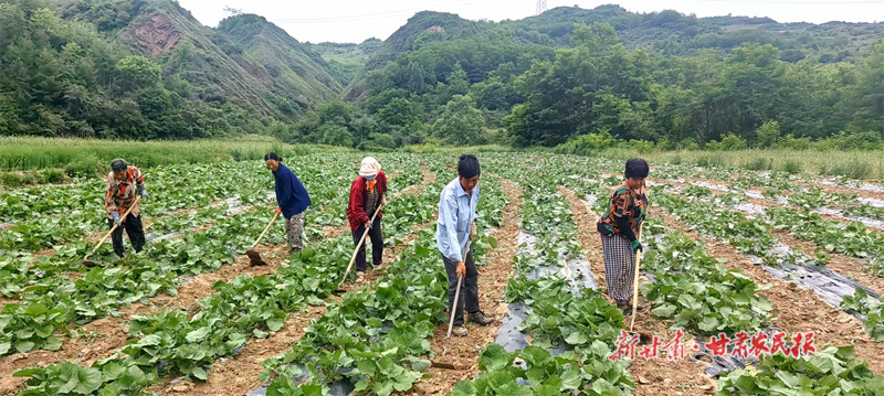 天水:中药材产业“破土”兴农