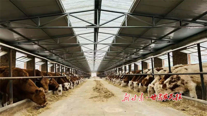 华亭:红牛产业“犇”富路  乡村振兴牛劲足
