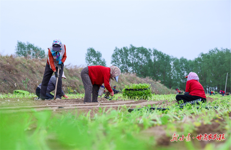 农文旅融合激活乡村振兴“新业态”——瓜州县西湖镇农文旅融合发展探索