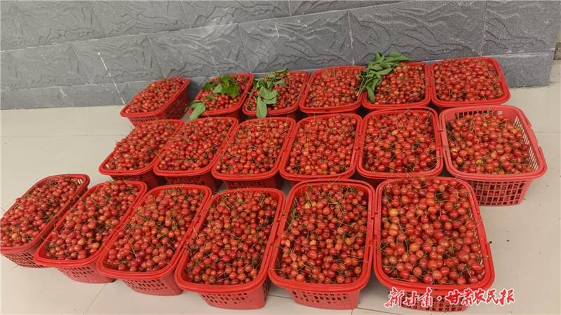 樱桃园里的“私人定制”
