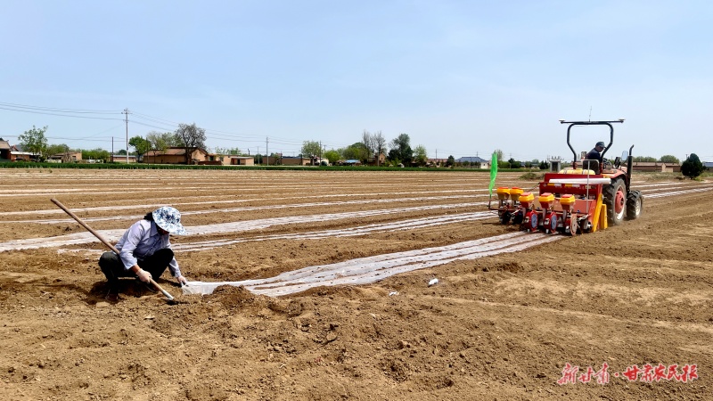 西峰区 玉米“搭档”大豆 一地两用促增收
