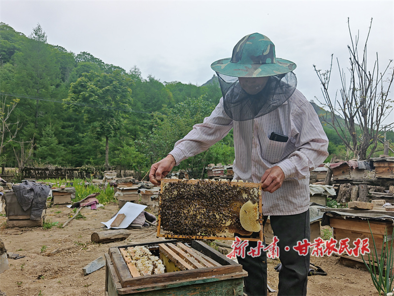 秦州区娘娘坝镇:大山养殖好“蜂景” 甜蜜产业酿出富民曲