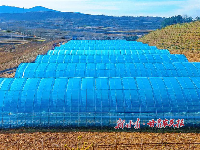 华亭:“小天麻”长成“大产业”