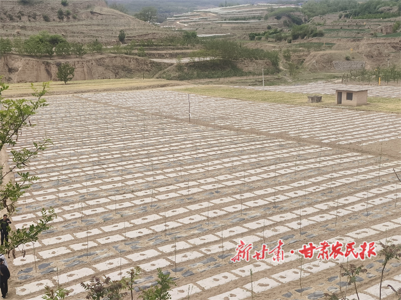 秦州:改造提升老旧果园 助力果品产业发展