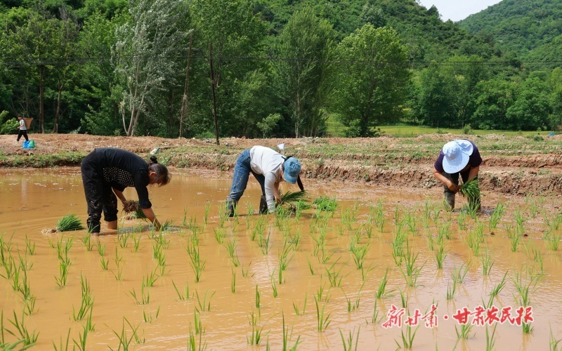 康县：田园插秧忙