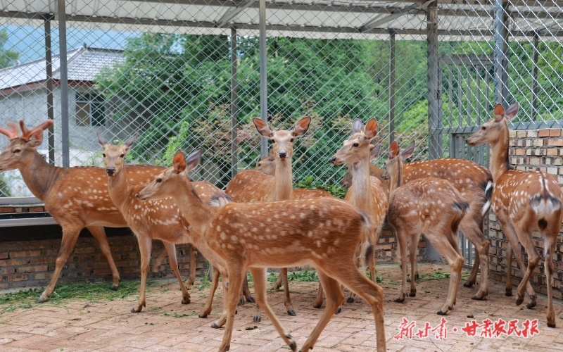 康县:特色养殖助农增收