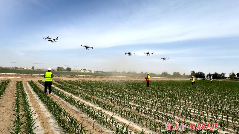 民勤：小麦“一喷三防” 助夏粮丰产丰收