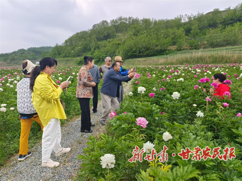 秦州区:芍药花开引客来 鲜花经济兴乡村