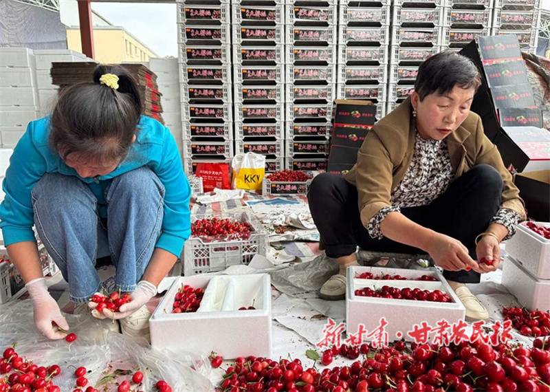 秦州大樱桃火热上市 客商云集“扎堆”抢鲜