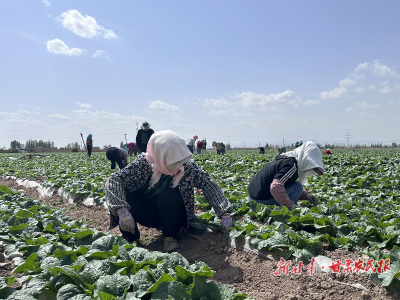 蔬菜管护正当时 特色产业促增收