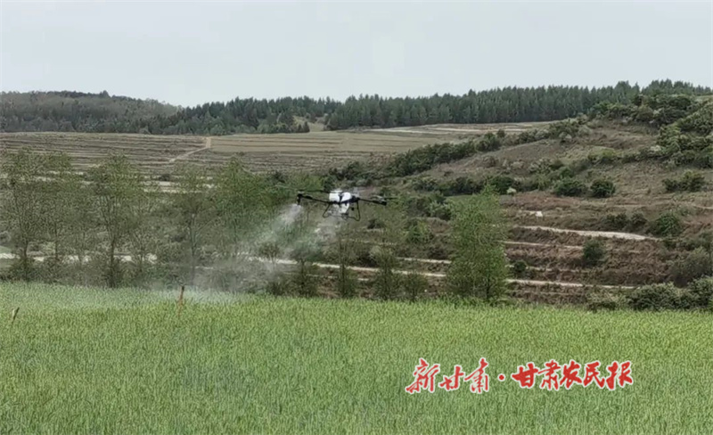 华亭：“一喷三防”管护忙 稳产增收保夏粮
