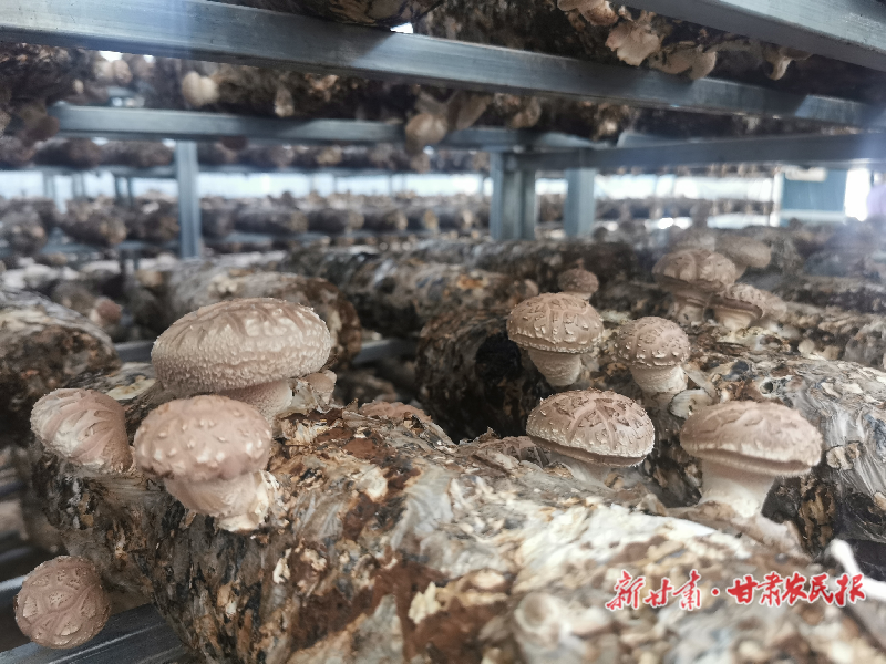 天祝:头茬高原菌菇抢鲜上市