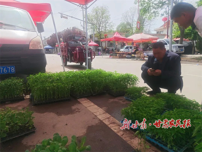 华亭:策地镇大集迎来蔬菜苗采购热潮