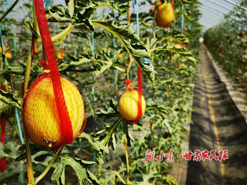 华亭：甜瓜飘香铺就振兴“甜蜜路”