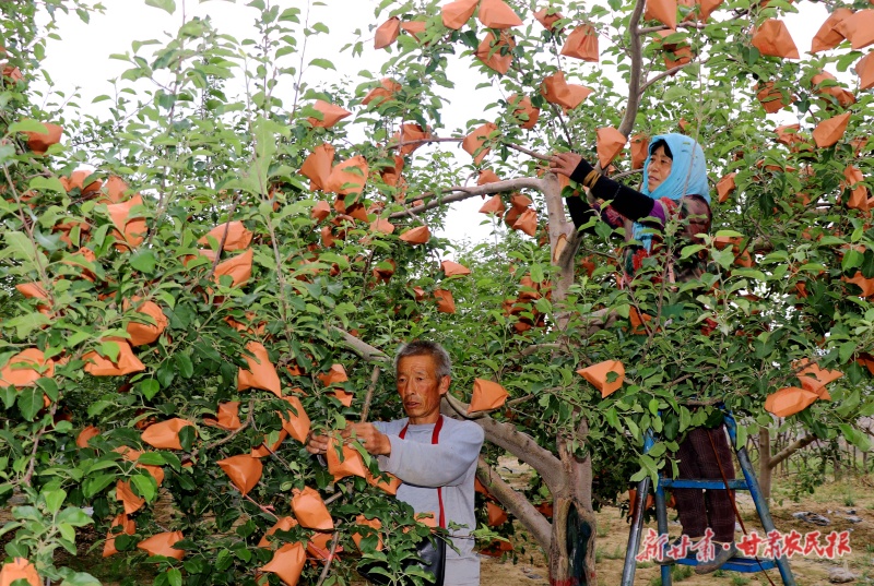 果农抢抓农时给苹果套袋