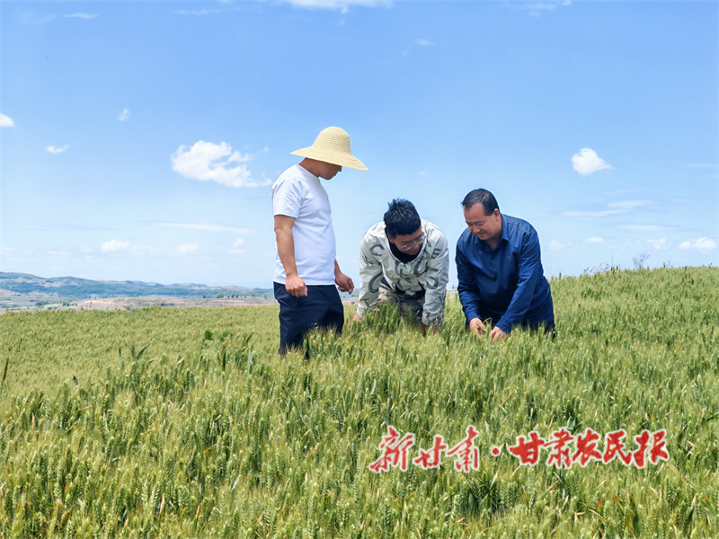 秦州区：科技赋能助增产 绘就夏粮“丰”景图