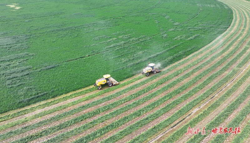 收割头茬紫花苜蓿